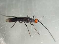 Braconidae