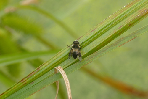 Orange-spotted Drone Fly photo 3
