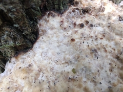 Vanderbylia robiniophila