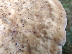 Vanderbylia robiniophila