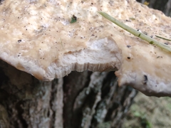 Vanderbylia robiniophila