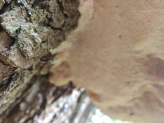 Vanderbylia robiniophila