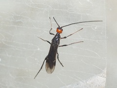 Braconidae