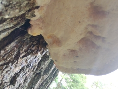 Vanderbylia robiniophila