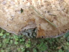 Vanderbylia robiniophila