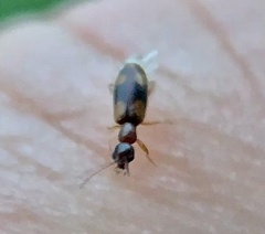Anthicus cervinus