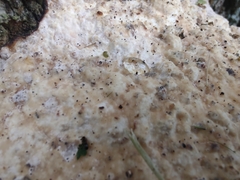 Vanderbylia robiniophila