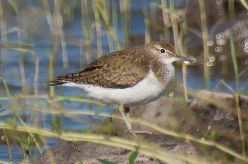 Common Sandpiper, photo 7 of 10