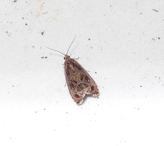 Olethreutes tilianum