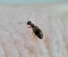 Anthicus cervinus