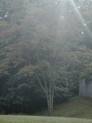 Vanderbylia robiniophila