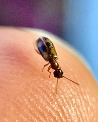 Anthicus cervinus
