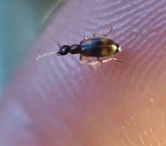 Anthicus cervinus