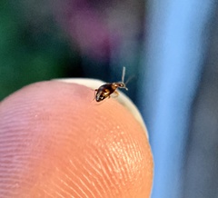 Anthicus cervinus