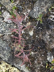 Castilleja hyperborea