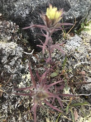 Castilleja hyperborea