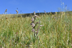 Silene scouleri
