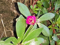 Portulaca amilis