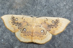 Cyclophora albiocellaria