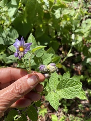 Solanum demissum