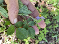 Solanum demissum