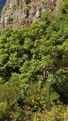 Persea indica