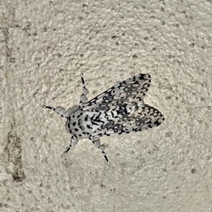 Arctioptera cavillator