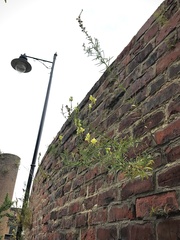 Linaria vulgaris