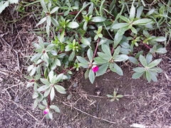 Portulaca amilis