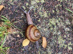 Karaftohelix gainesi