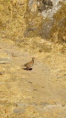 Alectoris rufa hispanica