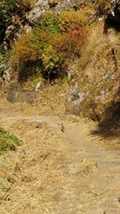 Alectoris rufa hispanica