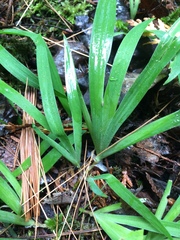 Iris lacustris