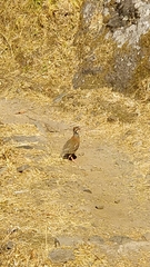 Alectoris rufa hispanica