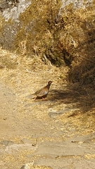 Alectoris rufa hispanica