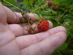 Aculeastrum americanum