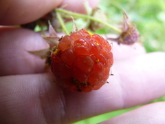 Aculeastrum americanum