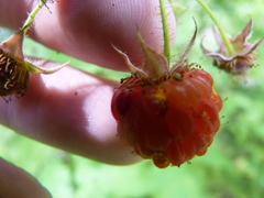Aculeastrum americanum