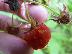 Aculeastrum americanum