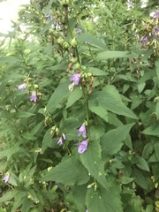 Campanula rapunculoides