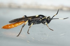 Protichneumon pisorius