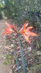Hippeastrum striatum