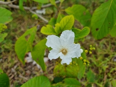 Cordia