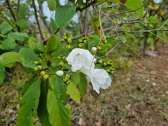 Cordia