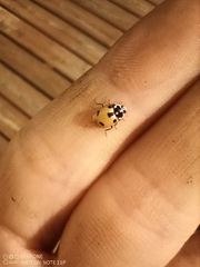 Hippodamia expurgata