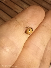 Hippodamia expurgata