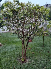 Plinia cauliflora
