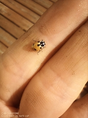 Hippodamia expurgata