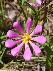 Sabatia dodecandra