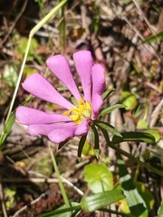 Sabatia dodecandra